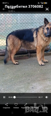 Продавам немска овчарка на година и половина не е агресивен към хора кучето е кастрирано, снимка 2 - Немска овчарка - 52745775
