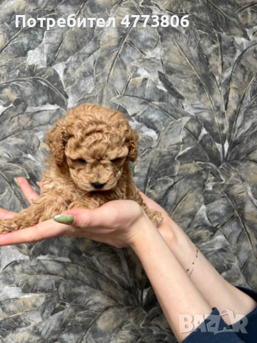 Той/тийкъп пудел кученца – Варна