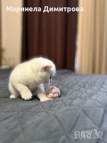 Малки сладки пухкави сребърни британчета., снимка 4 - Британска късокосместа - 52896699