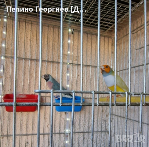 Гулдови Амадини, снимка 7 - Амадини - 53388526