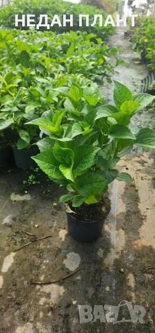 Хортензия за сянка /Hydrangea macrophylla, снимка 3 - Градински цветя и растения - 51047461