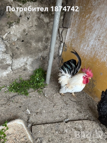 Петлета Шабо