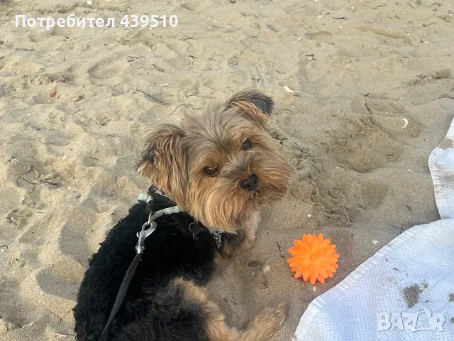 🐾 Търсим дама за нашия чаровен йорки - Зоро! 🎩, снимка 2 - Йоркширски териер - 47138578