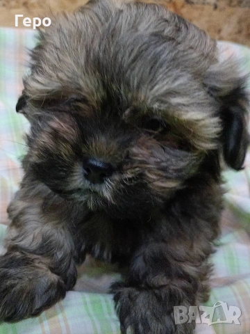 Ши пу, снимка 7 - Ши Тцу - 53678630