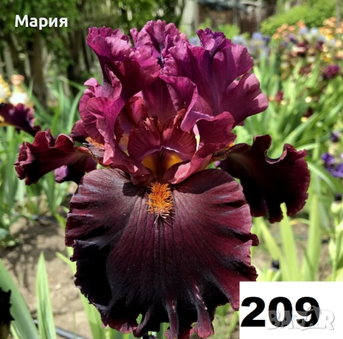 Сортови вискоки ириси /брадати ириси, снимка 10 - Градински цветя и растения - 51459166