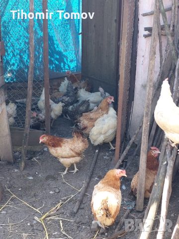 продавам домашно гледани кокошки , снимка 1 - Кокошки и пуйки - 46259107