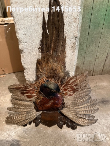 Продавам препариран фазан