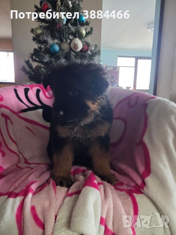 немска овчарка, снимка 4 - Други - 53025866