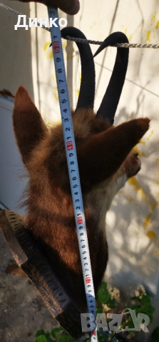 трофей на дива коза., снимка 2 - Антикварни и старинни предмети - 52929383