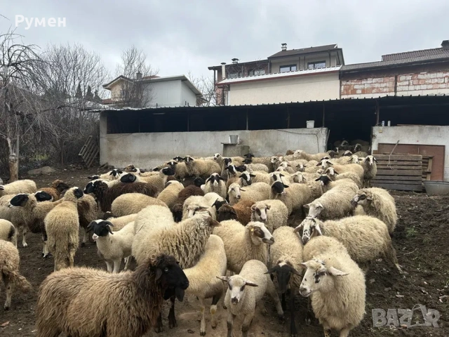 Продавам 9 елитни овце – 6 млади овци, 1 овен и 2 шилета