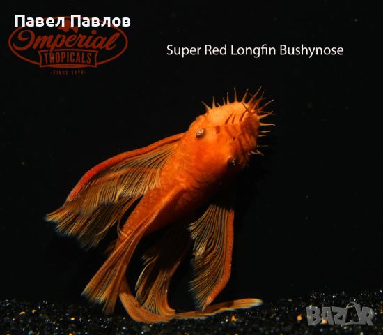 супер ред воален super red longfin анциструси, снимка 1 - Рибки - 46459701