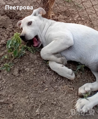 Лабрадор ретривър на три месеца - женски., снимка 2 - Лабрадор ретривър - 51662656