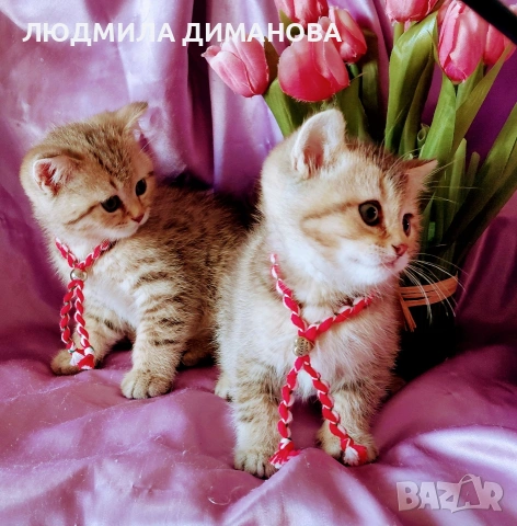 Шотландски мъжки златни чинчили. , снимка 4 - Британска късокосместа - 53619769