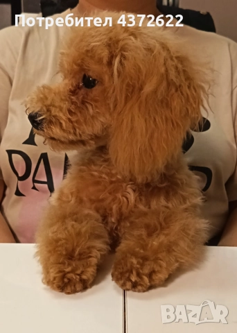 Той Пудел - момиче, снимка 2 - Пудели - 52665975