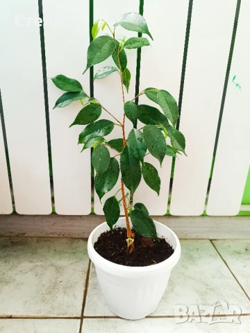 Бенджамин, Хлорофитум, Бегония, Женшен, Фикус , снимка 10 - Стайни растения - 41867611