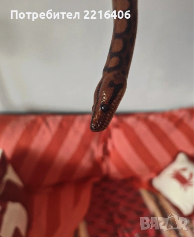 Бразилска дъгова боа , снимка 2 - Змии - 53384621