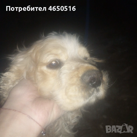 Кокер шпаньол породис , снимка 11 - Кокер шпаньол - 52407219