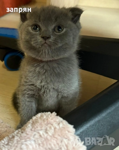 британски котенца, снимка 2 - Британска късокосместа - 53327267
