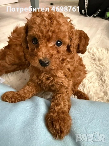 Той пудел//Пудел той, снимка 5 - Пудели - 53564195