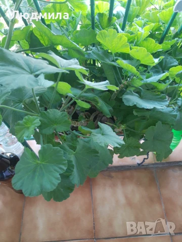 Мушкато,големи,отгледани ОСТАНАЛИ 9бр.ДОГОВАРЯНЕ., снимка 17 - Стайни растения - 51304792