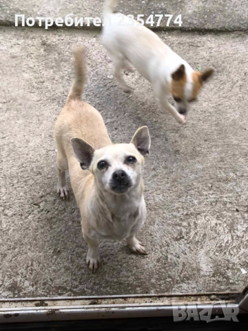 чихуахуа женско, снимка 3 - Чихуахуа - 54115089