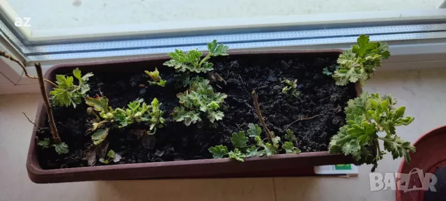 хризантеми, снимка 3 - Стайни растения - 49867028