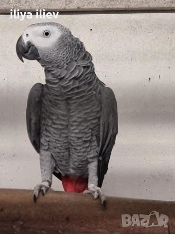 Двойка кралско жако , снимка 4 - Папагали - 53929277