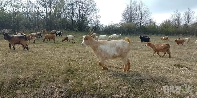 140 кози и пръчове има и отделно към 20 миналогодишни ярета, снимка 8 - Кози - 52641155