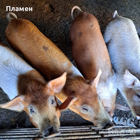 малки праснца, снимка 5 - Прасета - 53746924