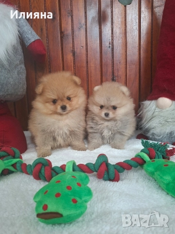 померан женски , снимка 5 - Померан - 52593704