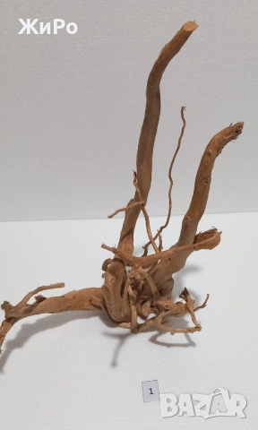 Корен от Азалия /декорация/ 1, снимка 4 - Други - 49874536