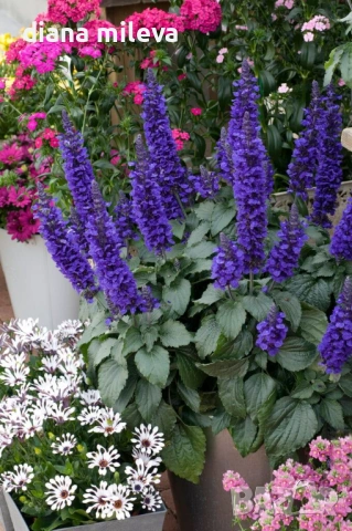 Салвия Мистично Синьо, Salvia 'Misty' blue или по-известна като Градински чай!!, снимка 2 - Градински цветя и растения - 54161538