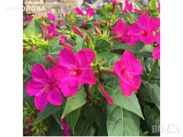 МИРАБИЛИС - семена, снимка 2 - Градински цветя и растения - 50840844