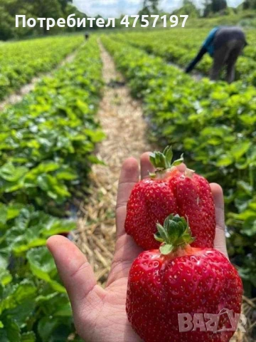 Расад ягоди и малини, снимка 2 - Разсади - 53748390