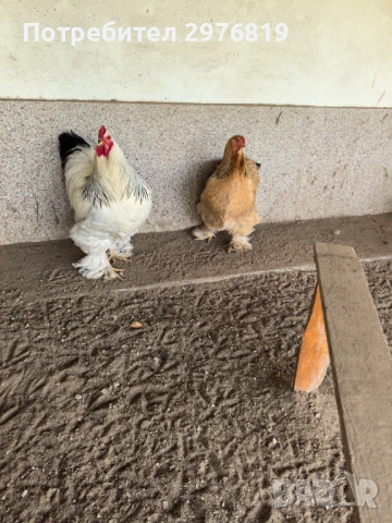 Кокошки брама, снимка 4 - Кокошки и пуйки - 54090458