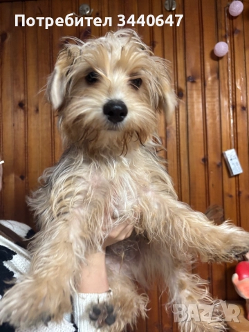 Мъжко йорки, снимка 1