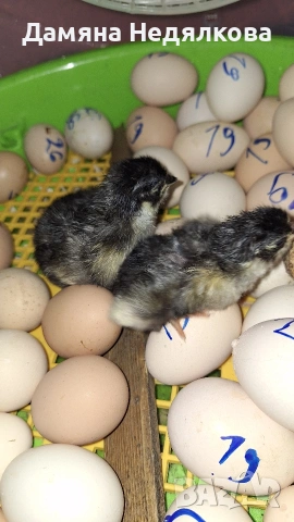 пиленца и оплодени яйца Разград , снимка 2 - Кокошки и пуйки - 54010928