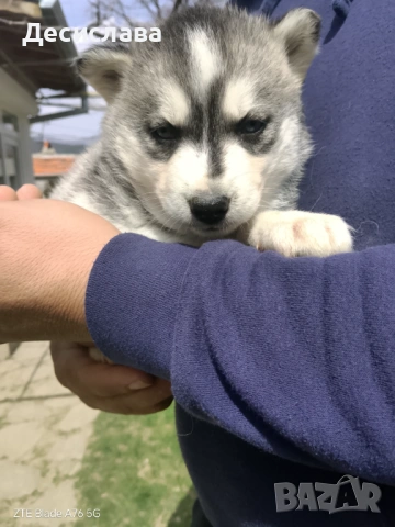  Хъски, снимка 8 - Хъски - 54180286