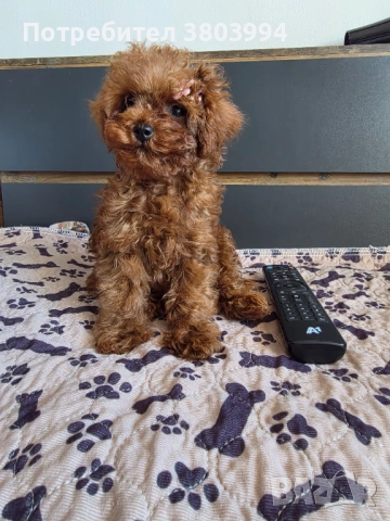 Уникални Той пудел момичета. , снимка 4 - Пудели - 54131488