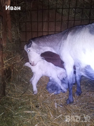 продавам 7 малки ярета за доотглеждане