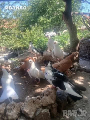 варненски гълъби, снимка 2 - Гълъби - 51318710