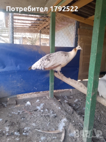 Бели и чернокрили пауни , снимка 3 - други­ - 53650752