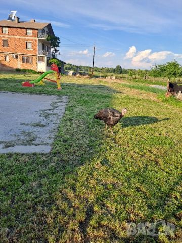 Селска Пуйка , снимка 3 - Кокошки и пуйки - 45841338