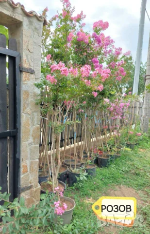 Продавам Индийски Люляк / Lagerstroemia Indica, снимка 3 - Други - 51319137