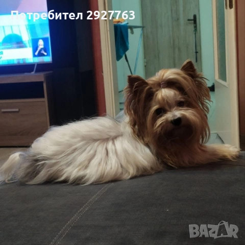 Бивер йоркширски териер, снимка 11 - Йоркширски териер - 54076207