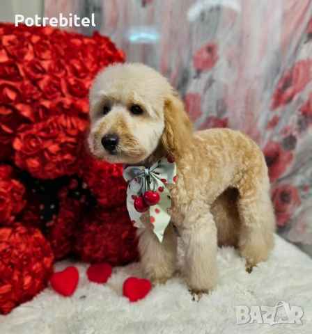 Мини пудел априкот , снимка 3 - Пудели - 53797928