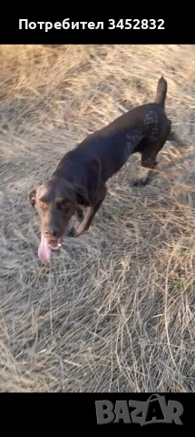 Кучета за трюфели!