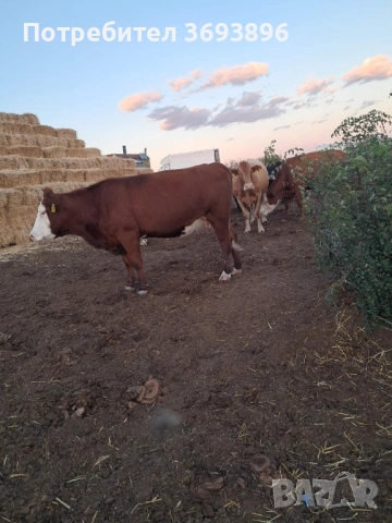 Продавам стадо месодайни крави 