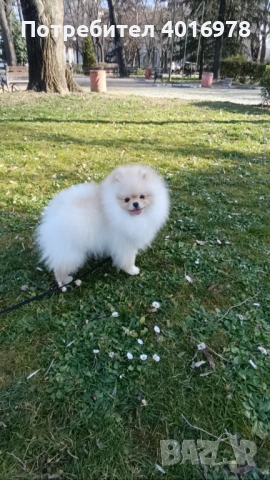 Померан Момче с Родословие 