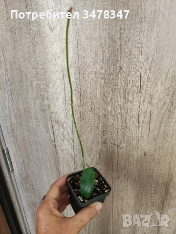 Хоя Meliflua, снимка 2 - Стайни растения - 51259061